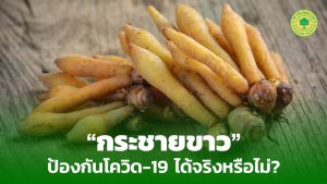 Read more about the article “กระชายขาว” สมุนไพรภูมิปัญญาไทย